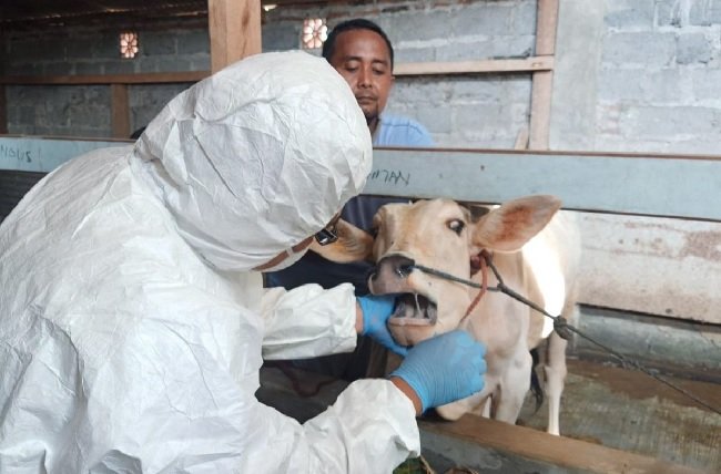 Petugas tengah memeriksa sapi guna antisipasi penyakit PMK. Foto: Istimewa