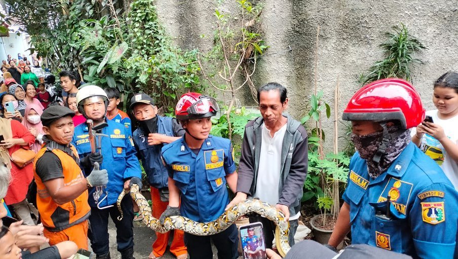 Petugas Damkar saat mengevakuasi ular sanca di Cilandak/ Humas Jakfire
