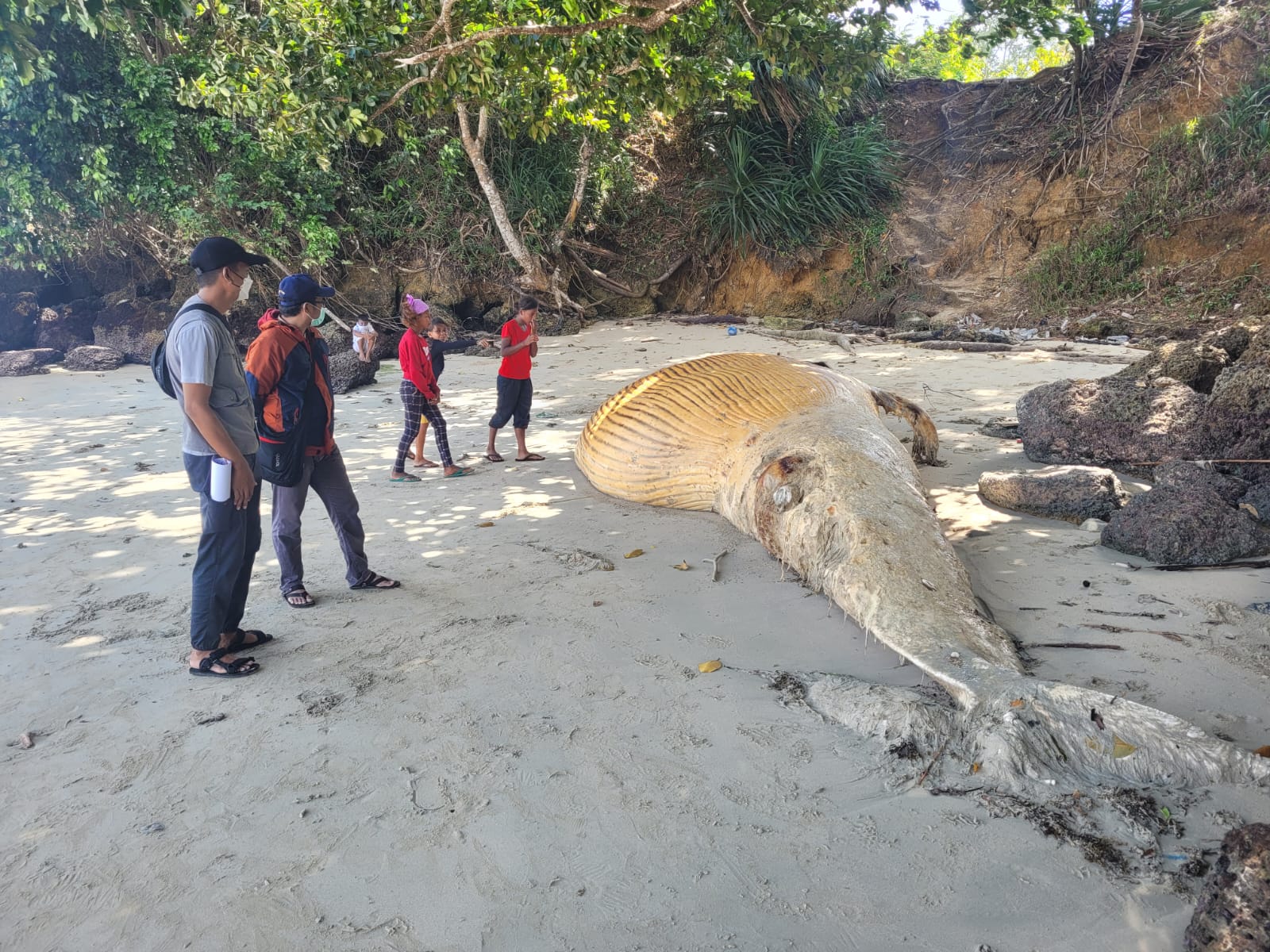 Penampakan paus terdampar di Sorong/Kementrian Kelautan dan Perikanan