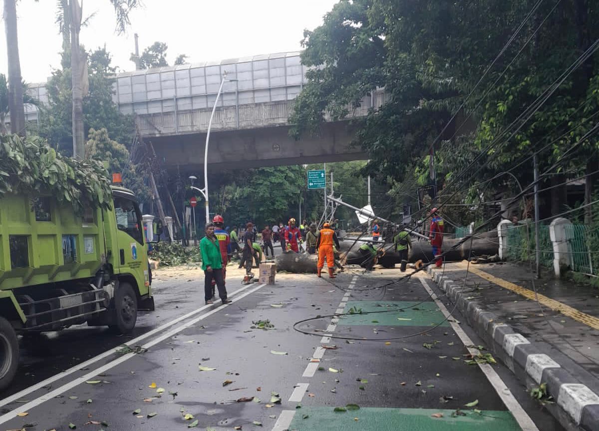 Sebuah pohon tumbang di kawasan Jakarta Pusat/BPBD DKI