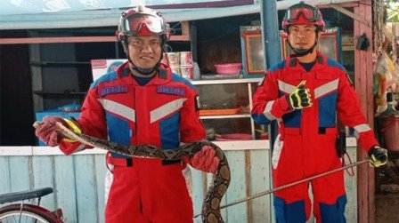 Evakuasi ular sanca dari rumah warga/ beritajakarta