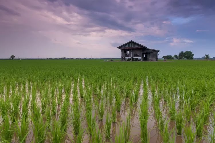 Lahan sawah yang menjadi salah satu lumbung pangan di Indonesia (Pexels/Pixabay)