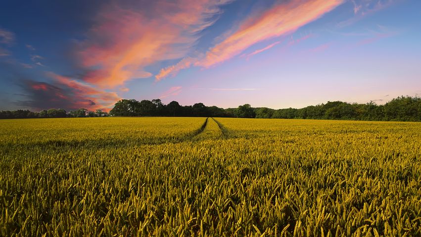 Ilustrasi lahan pertanian (SinPo.id/ Pixabay)