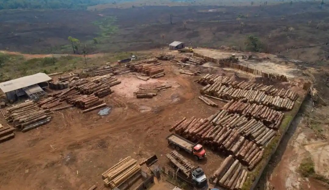Penampakan deforestasi hutan Amazon (Sinpo.id/AFP)