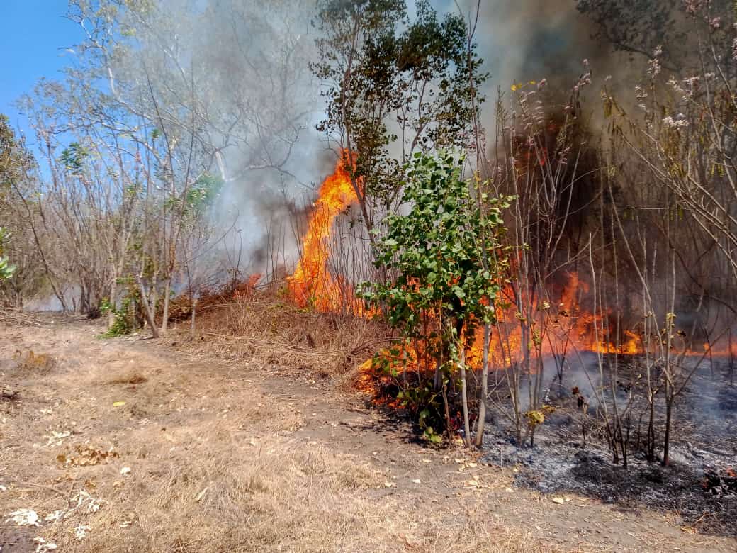 kebakaran hutan dan lahan terjadi di Desa Nurabelen, Kecamatan Ile Bura, Kabupaten Flores Timur