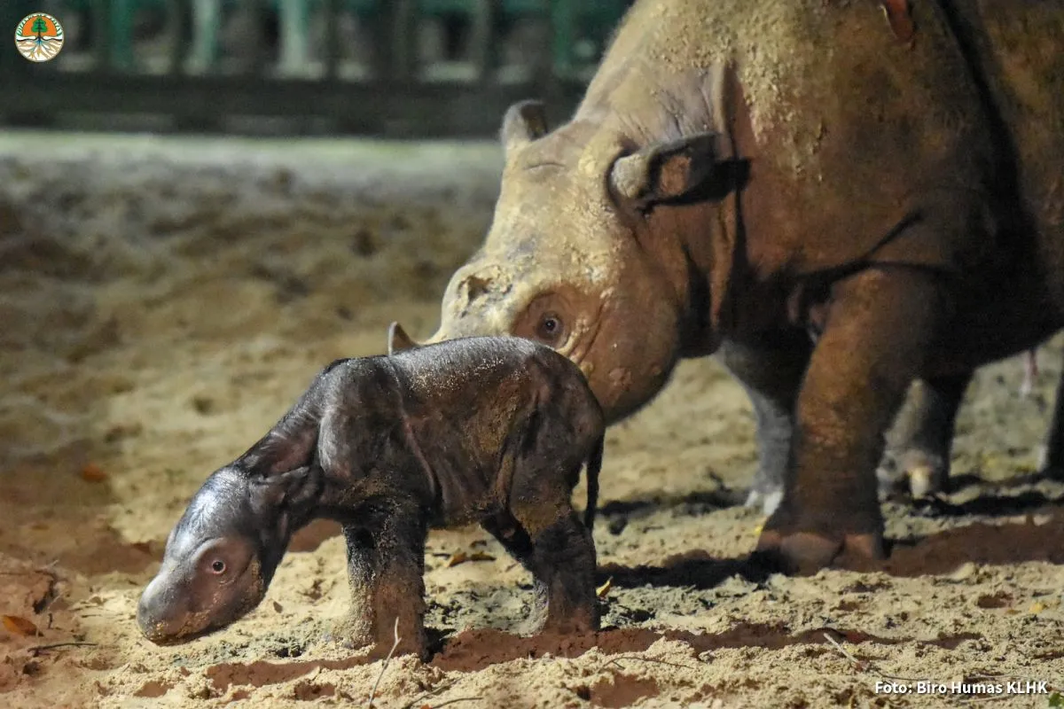 Anak badak Sumatera yang baru lahir di Taman Nasional Way Kambas (Sinpo.id/KLHK)