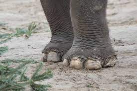 Ilustrasi kaki gajah (pixabay)